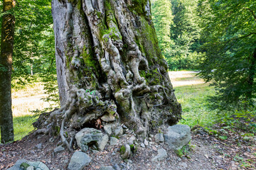 Fototapete bei efototapeten.de bestellen   