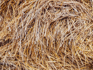 Harvested mowed dried straw harvesting close-up