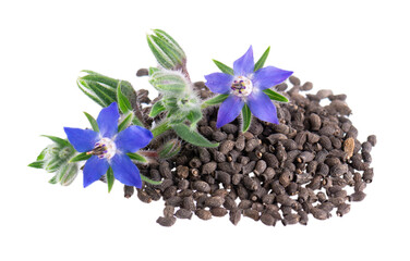 Borage seeds with flowers isolated on a white background. Borago officinalis seeds and flowers.