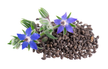 Borage seeds with flowers isolated on a white background. Borago officinalis seeds and flowers.