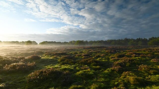Time lapse of of foggy moorland in the morning, where heather blooms. Solitary trees grace the expansive moorland landscape, while fog gracefully drifts and clouds meander across the sky.
