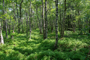 Birch forest in the sun light