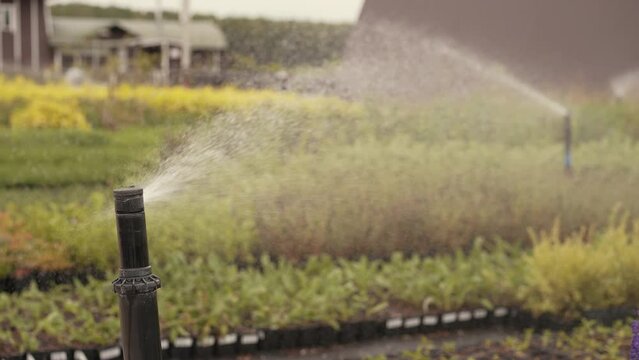 Watering system sprays water on rows of plants
