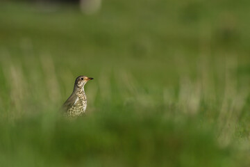 Song Thrush bird on green background.