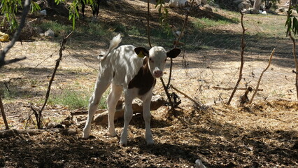 A cute calf of white and brown color standing on the farm  © Yasemir