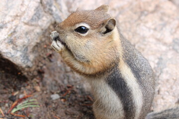 Chubby Chipmunk