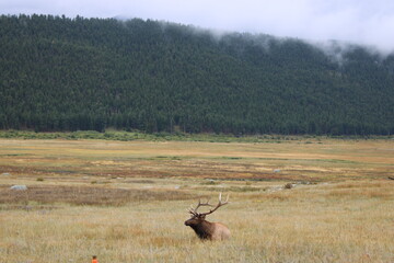 Male Elk in Mountains