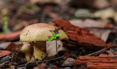 Northern California mushroom explosion