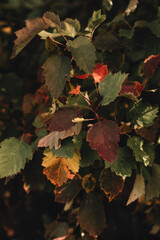 autumn leaves, autumn aesthetic, vibe, mood, texture, background, warm autumn, dark deep colours 