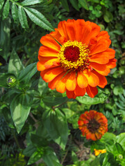 Blooming bud of garden zinnia against a background of green leaves.