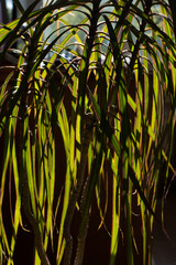 Pflanze in Sonnenlicht