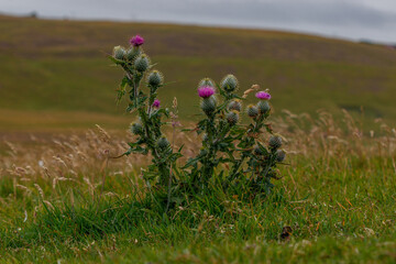 Distel auf einem Feld bei Duncansby Head, Schottland