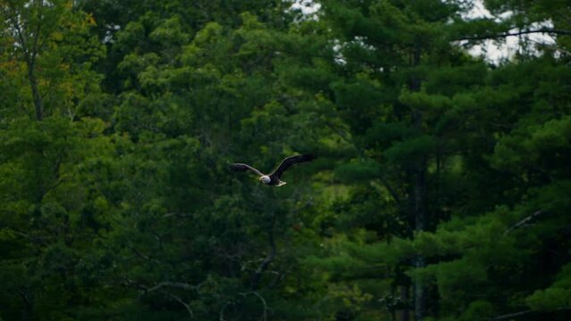 Majestic Bald Eagle flying in slow motion. Close-up bird Eagle flying low past trees and fall colors as it flaps wing. 120 fps slow motion. 