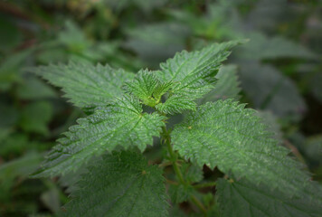 Green young nettle. 