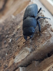 beetle on wood