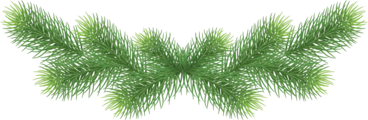 Foto auf Alu-Dibond Green pine branches, close-up. Christmas decor and garlands. New Year. Holiday decor. Illustration, on transparent, png. © 151115