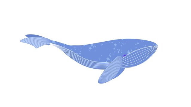 looped animated whale illustration with transparent background