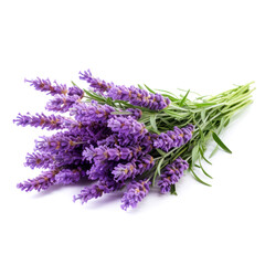 Lavender flowers delicate color isolated on white background close-up