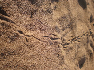 animal footprints in sand