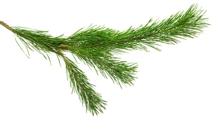 green branch of a pine tree. Christmas tree branches. Coniferous tree branch . Pine branch on transparent, png © 151115