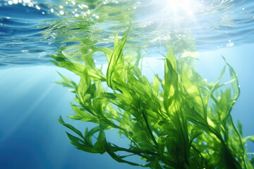 Fototapeta na wymiar Underwater view of plant in water. This image can be used to depict aquatic life or for educational purposes