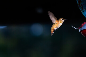 Ample copy space with incoming Rufous Hummingbird at Palisade Visitor Center in Coronado National...