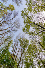 Forest sky: View from below of tree tops pierced by sunlight.