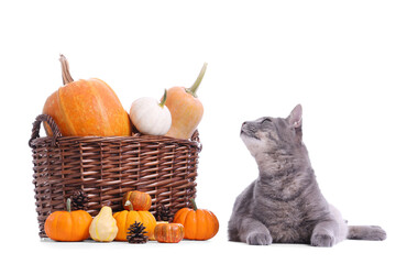 Cute cat and wicker basket with pumpkins on white background. Thanksgiving Day celebration