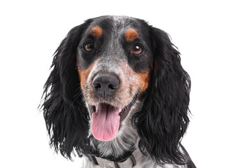 Portrait of cute cocker spaniel isolated on white background