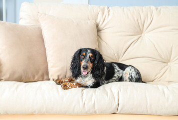 Cute cocker spaniel lying on sofa in living room