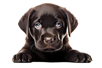 Brown Baby Dog Illustration on Transparent Background, Ai Generated