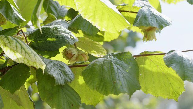 Close-up of ripe hazelnuts on hazel tree bunch in garden. Growing raw nuts fruit hanging from green branches on countryside field. Harvest autumn farm time. Healthy natural food, eco-friendly products