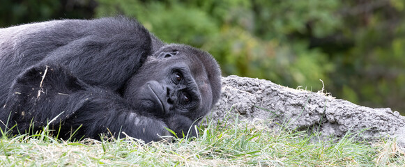 Restful Silverback Gorilla in Close-Up: Peaceful Slumber.  Wildlife Photography. 