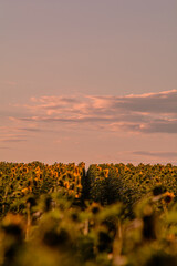 Field with yellow sunflowers during the golden hour, with a blue sky and white clouds in the background.