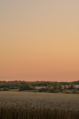 Fototapeta premium Wheat fields on hills, against an orange sky.