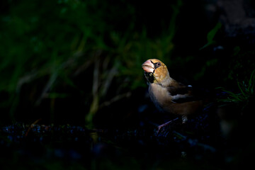 Kernbeisser Coccothraustes coccothraustes