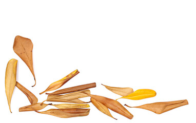 Pile dry colorful autumn leaves (Pittosporum) isolated on white, top view