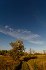 Fototapeta premium A landscape of a solitary tree beside a country road, against a backdrop of blue sky with an unusual smeared cloud, during the golden hour