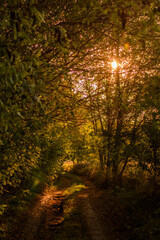Fototapeta na wymiar A rural dirt road in the forest, with the golden sunset peeking through branches of green trees