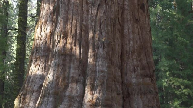 The General Sherman Colossal Giant Tree (Sequoiadendron giganteum) Largest Known Living Stem Tree on Earth in Sequoia National Park California USA