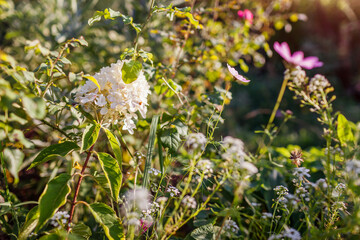 Hydrangea paniculata blooming in summer garden at sunset. White flowers surrounded with cosmos and alyssum