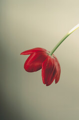 red tulip flower
