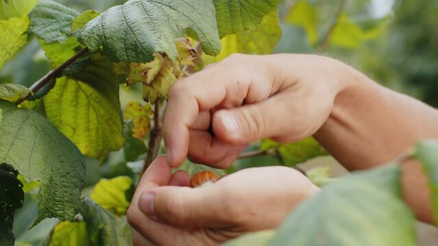 Close-up of man's farmer hands plucks collects ripe hazelnuts from deciduous hazel tree bunch in garden. Growing raw nuts fruit on plantation field. Harvest autumn farm time. Healthy natural eco food