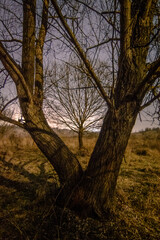 Fototapeta na wymiar Moonlit Forest: Nocturnal Beauty Amongst the Trees