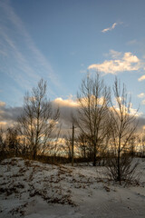 Fototapeta na wymiar Trees on the Sandy Shoreline, Framed by the Setting Sun
