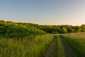 Rural road on a hill leading downwards: field overgrown with tall green grass, with large bushes on...