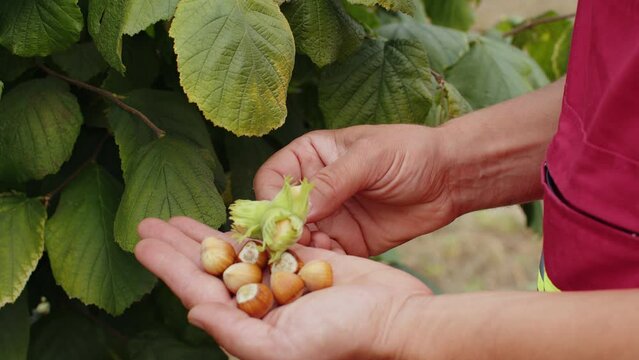 Close-up of male farmer hands plucks collects ripe hazelnuts from a deciduous hazel tree bunch in garden. Growing raw nuts fruit on plantation field. Harvest autumn farm time. Healthy natural eco food
