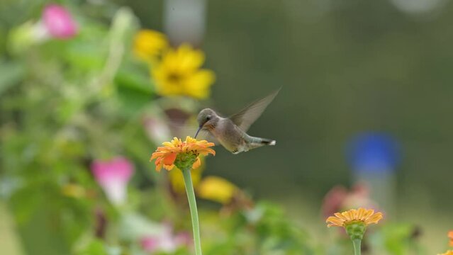 Ruby-throated Hummingbird getting nectar from an orange Zinnia flower, then stopping to look at a yellow butterfly flying over, and returning back to feeding on the flower; in slow motion