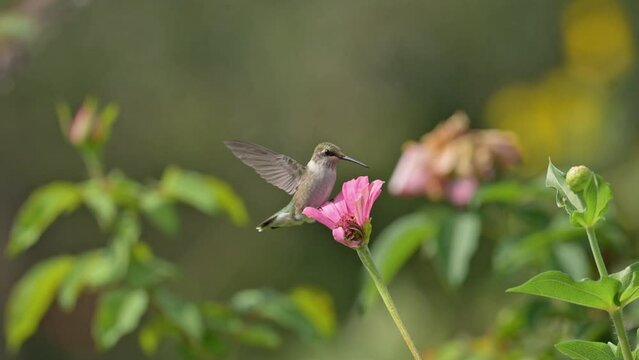Ruby-throated Hummingbird sitting on pink petals of a Zinnia flower, probing it with his beak, then flying away and returning to the flower to check it over; in slow motion