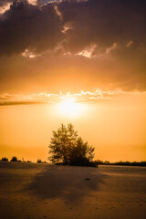 Lonely green tree growing on sand, with bright yellow sunset sun above, against an orange sky with clouds